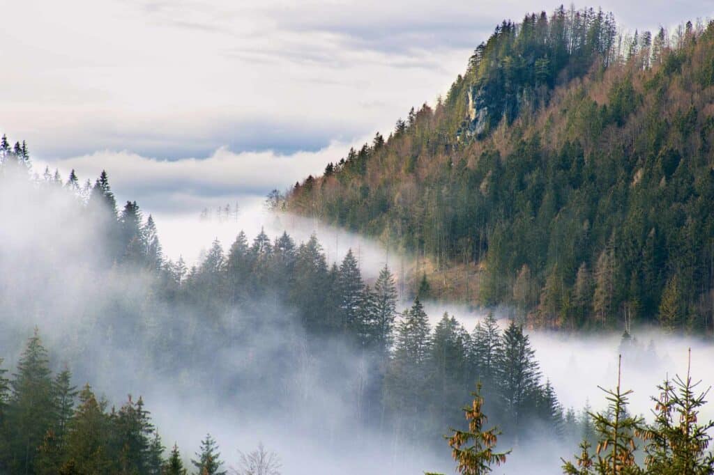 Wald mit Nebel